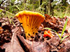 shrooms